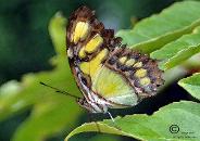 One of my favourites for the Butterfly shoot
