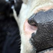 One of our beef cattle in the Aint no Emmerdale shoot